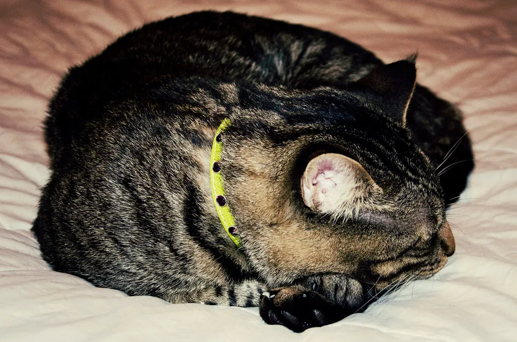 Brie Leather Cat Collar with Clear Single Row Crystals