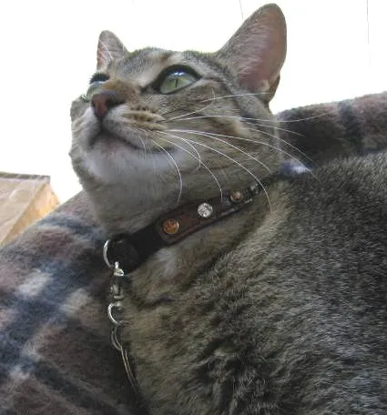 Brie Leather Cat Collar with Clear Single Row Crystals