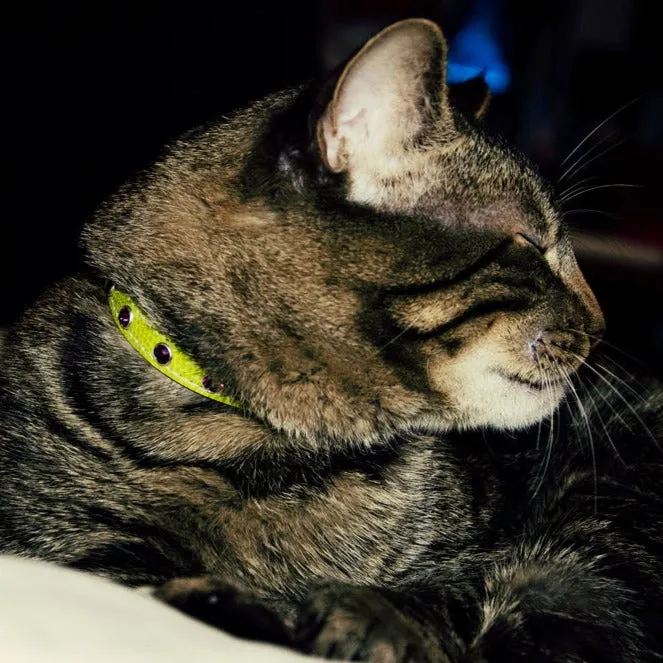 Brie Leather Cat Collar with Clear Single Row Crystals
