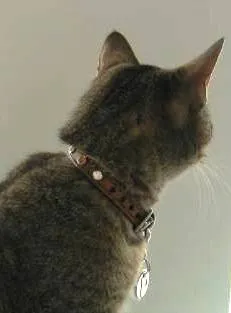 Brie Leather Cat Collar with Clear Single Row Crystals